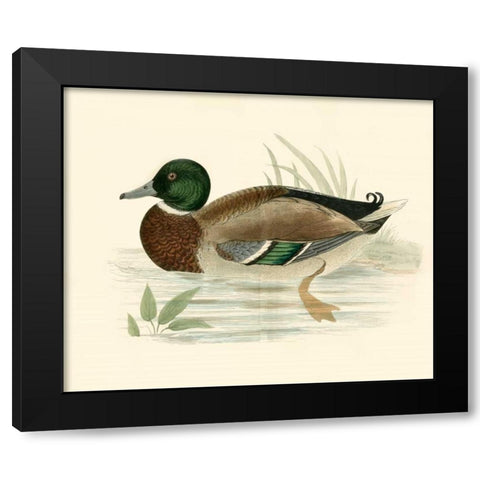 Morris Ducks I Black Modern Wood Framed Art Print by Morris