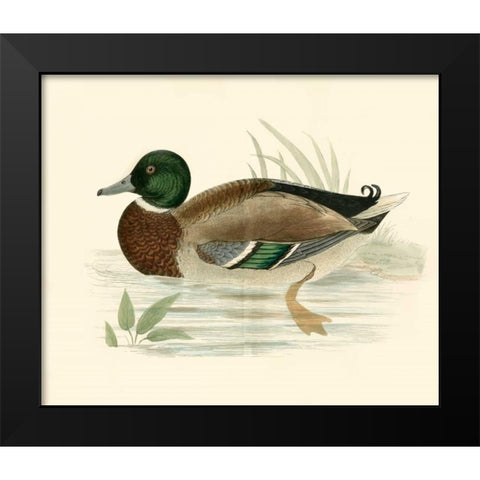 Morris Ducks I Black Modern Wood Framed Art Print by Morris