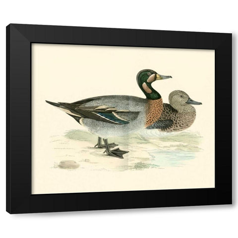Morris Ducks III Black Modern Wood Framed Art Print by Morris
