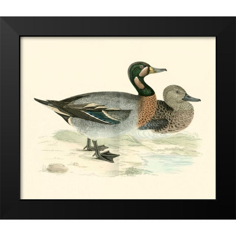 Morris Ducks III Black Modern Wood Framed Art Print by Morris