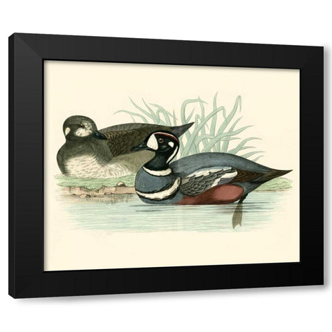 Morris Ducks IV Black Modern Wood Framed Art Print with Double Matting by Morris