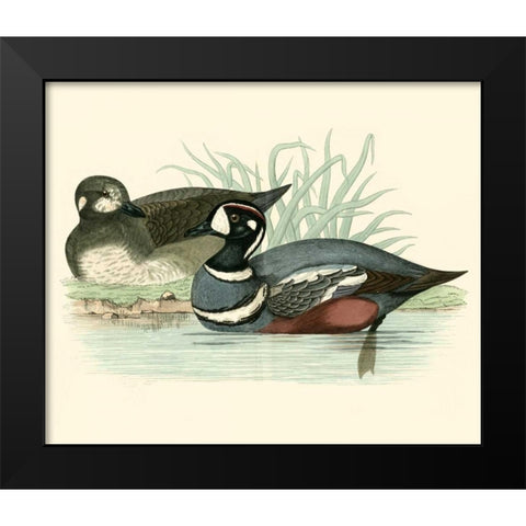 Morris Ducks IV Black Modern Wood Framed Art Print by Morris