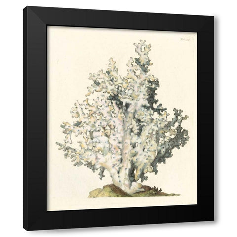 Antique Coral I Black Modern Wood Framed Art Print by Vision Studio