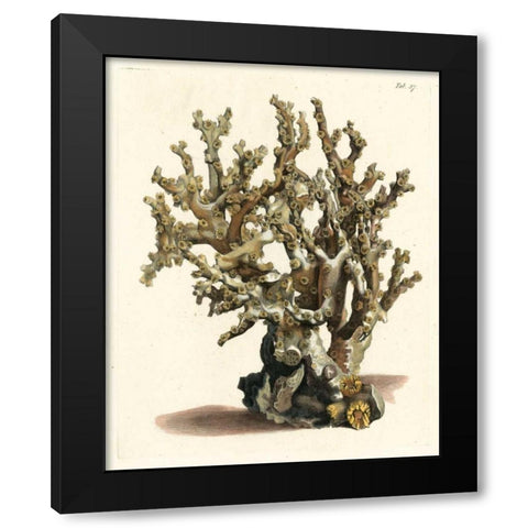 Antique Coral II Black Modern Wood Framed Art Print by Vision Studio