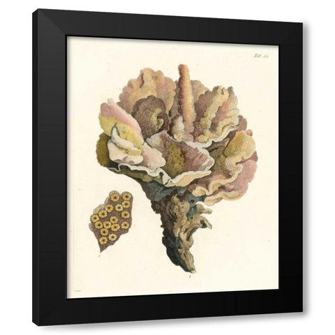 Antique Coral III Black Modern Wood Framed Art Print by Vision Studio