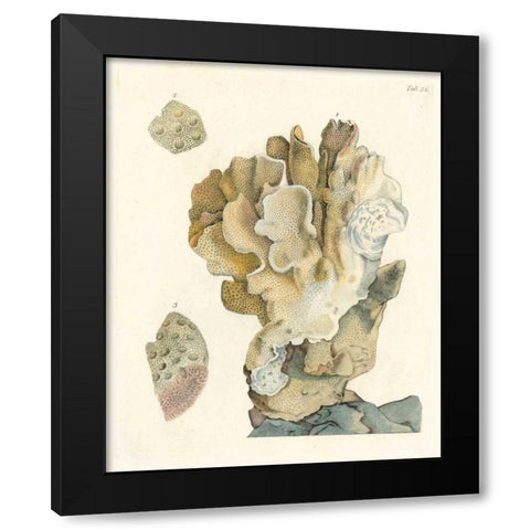 Antique Coral IV Black Modern Wood Framed Art Print by Vision Studio