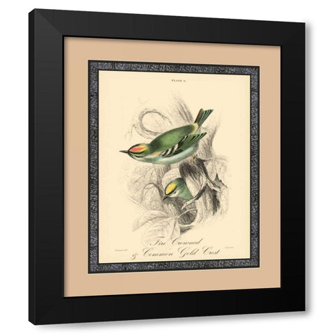 Printed Fire-Crowned Crest Black Modern Wood Framed Art Print with Double Matting by Apogee Art Services
