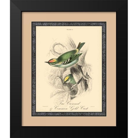 Printed Fire-Crowned Crest Black Modern Wood Framed Art Print by Apogee Art Services