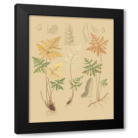 Natures Lace I Black Modern Wood Framed Art Print with Double Matting by Faxon, C.E.