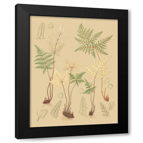 Natures Lace II Black Modern Wood Framed Art Print by Faxon, C.E.