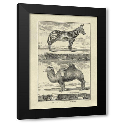 Zebra and Camel Black Modern Wood Framed Art Print with Double Matting by Diderot, Denis