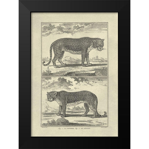 Panther and Leopard Black Modern Wood Framed Art Print by Diderot, Denis