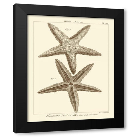 Striking Starfish I Black Modern Wood Framed Art Print by Vision Studio