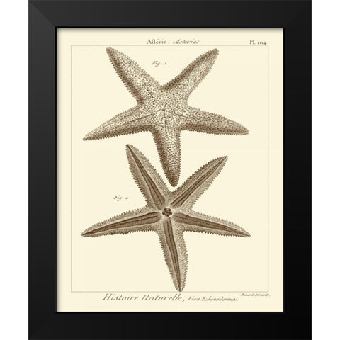 Striking Starfish I Black Modern Wood Framed Art Print by Vision Studio