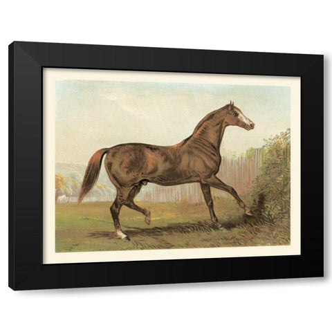 Cassells Horse III Black Modern Wood Framed Art Print with Double Matting by Cassel
