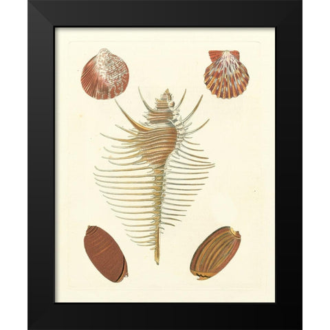 Knorr Shells I Black Modern Wood Framed Art Print by Knorr