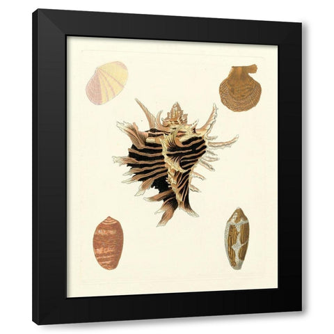 Knorr Shells II Black Modern Wood Framed Art Print by Knorr