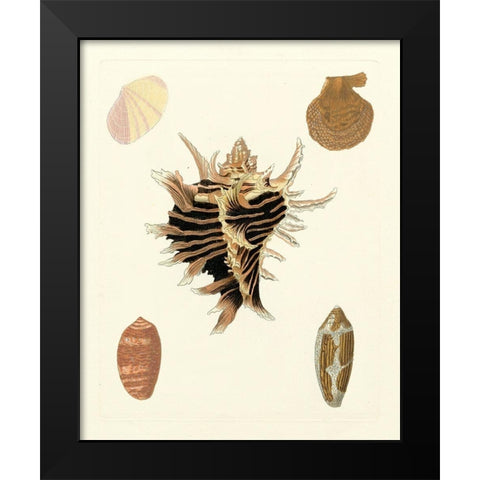 Knorr Shells II Black Modern Wood Framed Art Print by Knorr