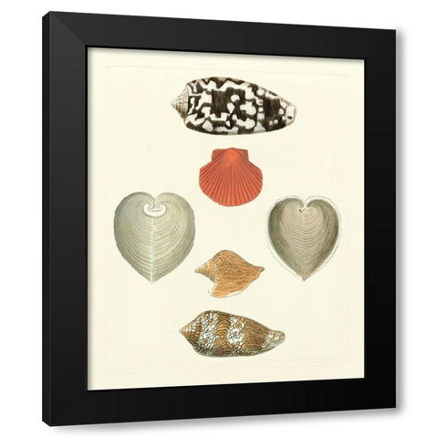 Knorr Shells III Black Modern Wood Framed Art Print with Double Matting by Knorr