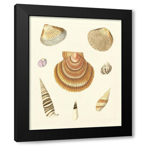 Knorr Shells V Black Modern Wood Framed Art Print by Knorr