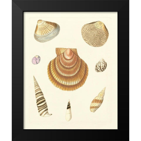 Knorr Shells V Black Modern Wood Framed Art Print by Knorr