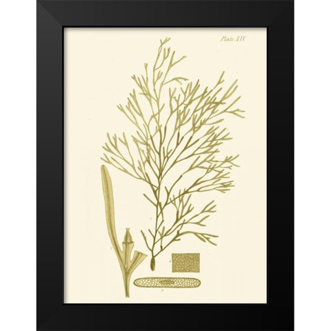 Dramatic Seaweed II Black Modern Wood Framed Art Print by Vision Studio