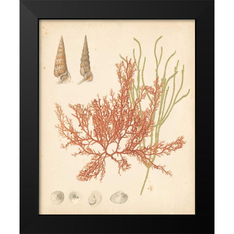 Coastal Relic III Black Modern Wood Framed Art Print by Vision Studio