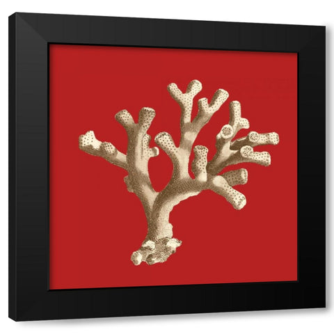 Coral on Red II Black Modern Wood Framed Art Print with Double Matting by Vision Studio