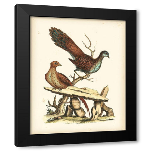 Regal Pheasants I Black Modern Wood Framed Art Print by Edwards, George