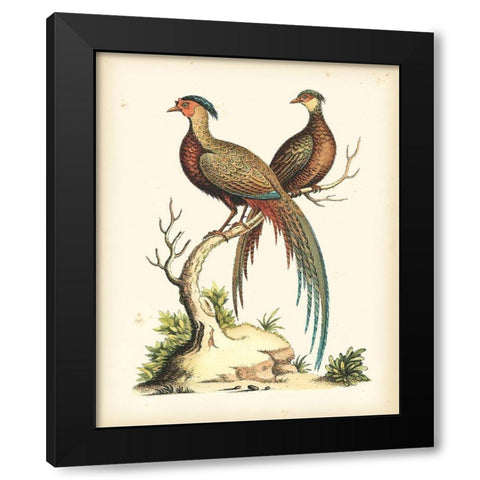 Regal Pheasants II Black Modern Wood Framed Art Print by Edwards, George