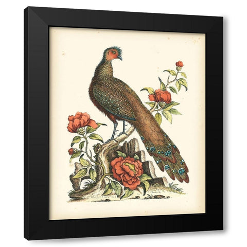 Regal Pheasants III Black Modern Wood Framed Art Print by Edwards, George