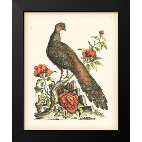 Regal Pheasants III Black Modern Wood Framed Art Print by Edwards, George