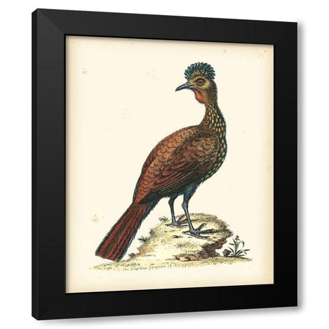 Regal Pheasants V Black Modern Wood Framed Art Print by Edwards, George