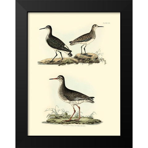 Selby Sandpipers II Black Modern Wood Framed Art Print by Selby, John