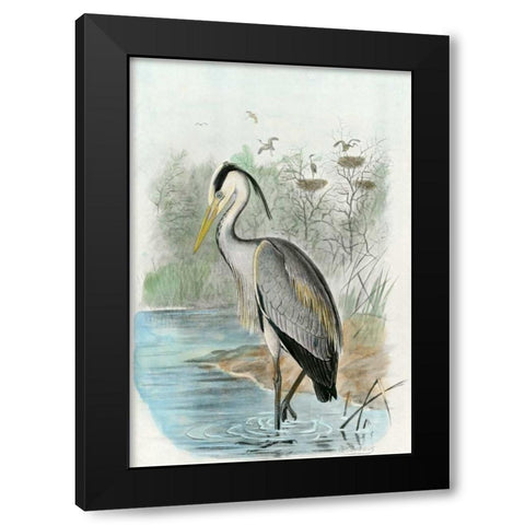 Oversize Common Heron Black Modern Wood Framed Art Print with Double Matting by unknown