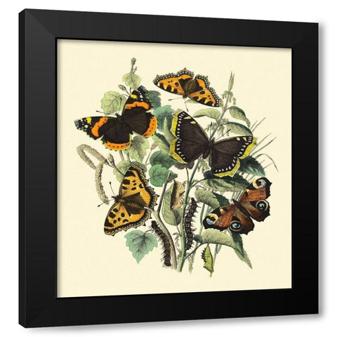 Butterfly Gathering II Black Modern Wood Framed Art Print with Double Matting by Vision Studio