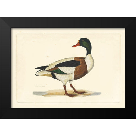 Selby Duck II Black Modern Wood Framed Art Print by Selby, John