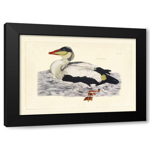 Selby Duck III Black Modern Wood Framed Art Print with Double Matting by Selby, John
