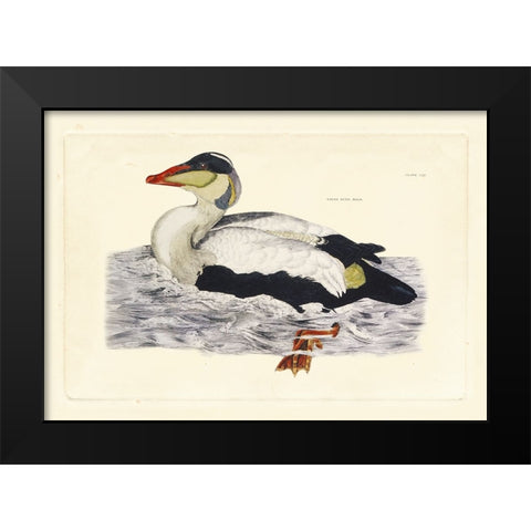 Selby Duck III Black Modern Wood Framed Art Print by Selby, John