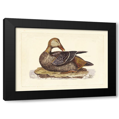 Selby Duck IV Black Modern Wood Framed Art Print with Double Matting by Selby, John