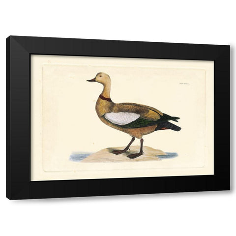 Selby Duck V Black Modern Wood Framed Art Print with Double Matting by Selby, John