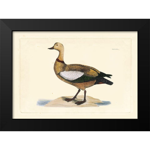 Selby Duck V Black Modern Wood Framed Art Print by Selby, John
