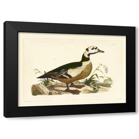 Selby Duck VI Black Modern Wood Framed Art Print with Double Matting by Selby, John