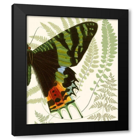 Butterfly Symmetry II Black Modern Wood Framed Art Print with Double Matting by Vision Studio