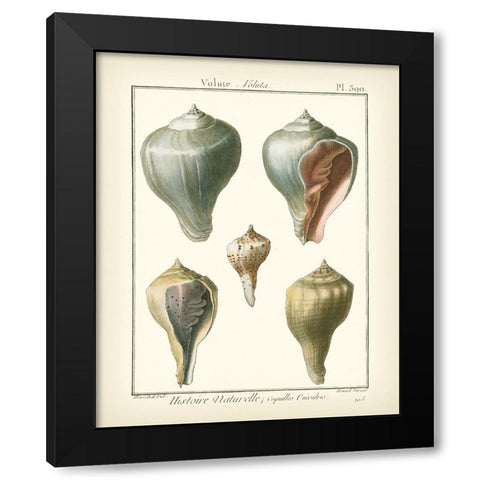 Volute Shells  Pl.390 Black Modern Wood Framed Art Print with Double Matting by Diderot, Denis