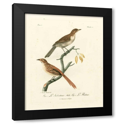 Antique French Birds I Black Modern Wood Framed Art Print by de Langlois