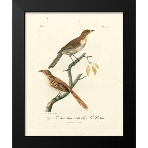 Antique French Birds I Black Modern Wood Framed Art Print by de Langlois