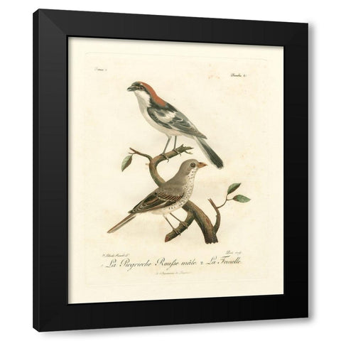 Antique French Birds II Black Modern Wood Framed Art Print with Double Matting by de Langlois