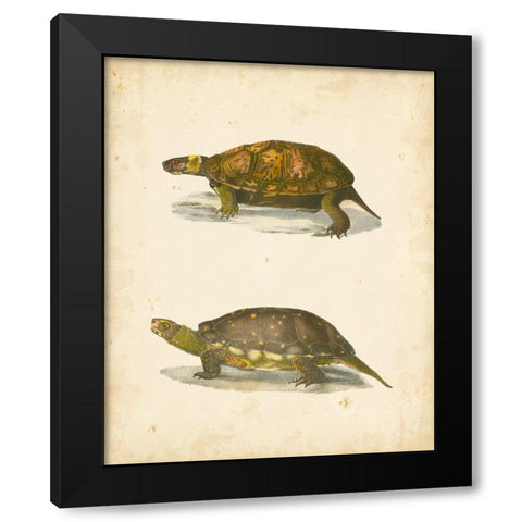 Turtle Duo I Black Modern Wood Framed Art Print by Hill, J.W.