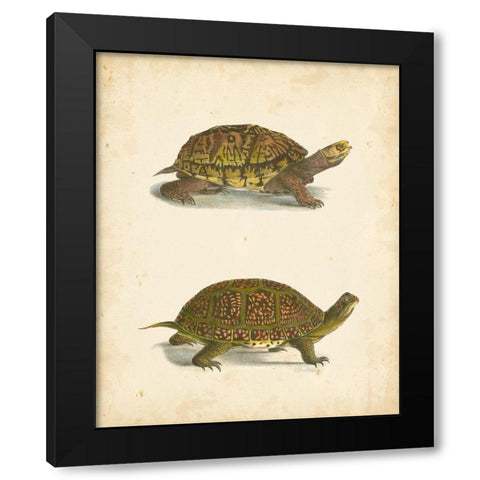 Turtle Duo III Black Modern Wood Framed Art Print with Double Matting by Hill, J.W.